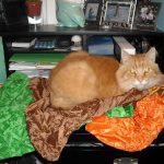 Going green & getting organized with Chico Bags