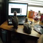 How To Organize Your Chickens…Guest Post for Deb Lee @ Organize To Revitalize